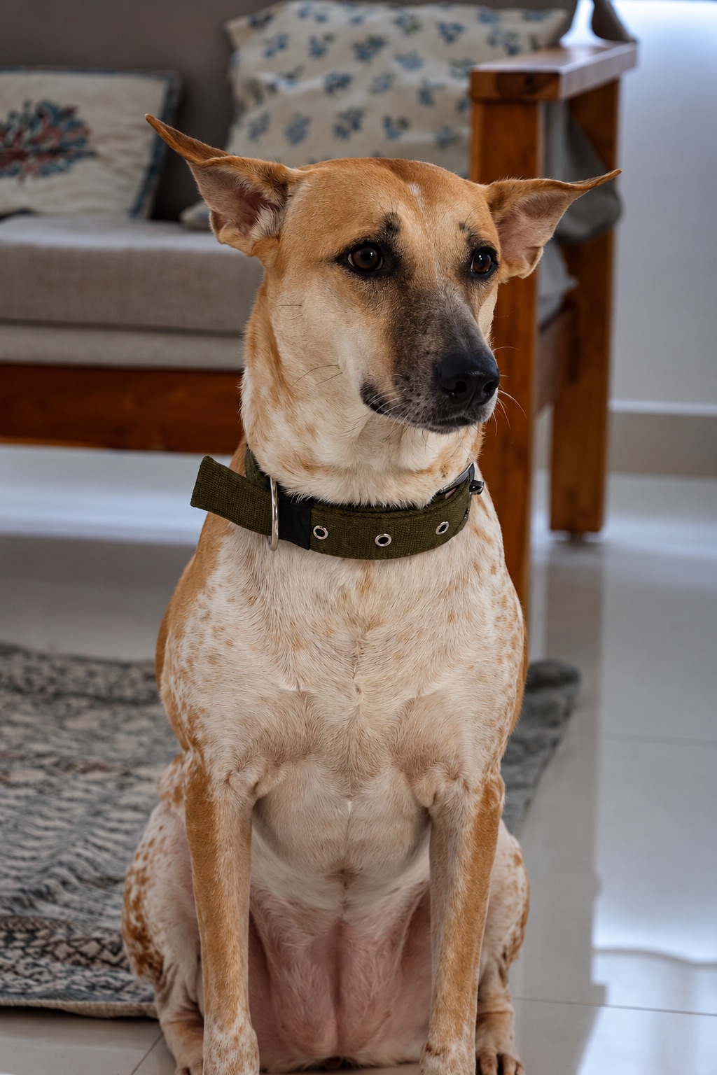 Pencil sitting proudly with ears up and an olive green collar