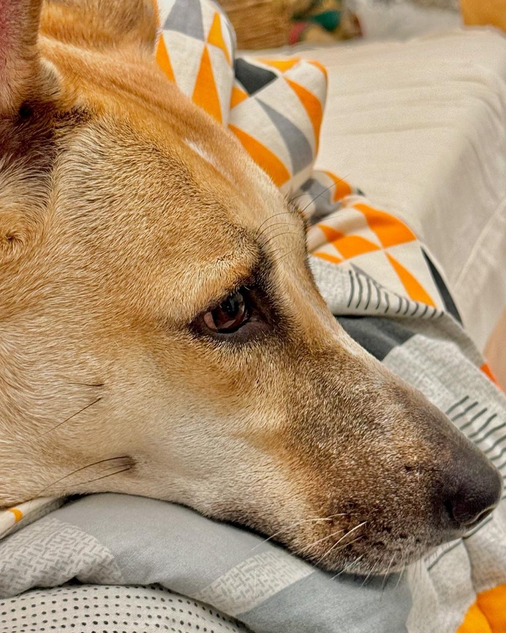 Close-up of Pencil resting his head on a soft blanket